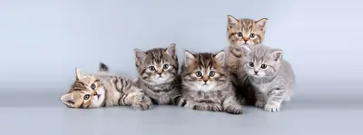 Как определить породу кошки: узнаем породу домашней кошки | МосВет Помощь