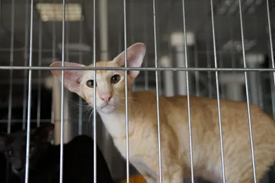 Срочно ищут новый дом породистые кошки, умерла любимая хозяйка | Пикабу