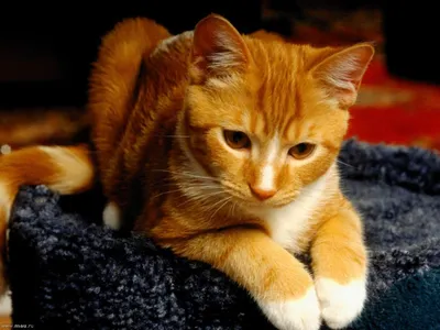 Породистые кошки с голубыми глазами - 79 фото