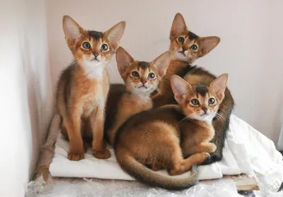 Фотогалерея \"Коты и кошки\" - \"Рыжий котик\" - Фото породистых и беспородных  кошек и котов.