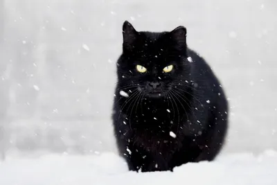 Черная кошка на белом снегу. Это было очень красиво и почему-то печально |  Cebepinka | Дзен