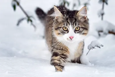 Картинки Кошки снеге Животные 2048x1280