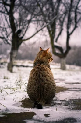 Кот, который стоит в снегу, генеративный ии | Премиум Фото