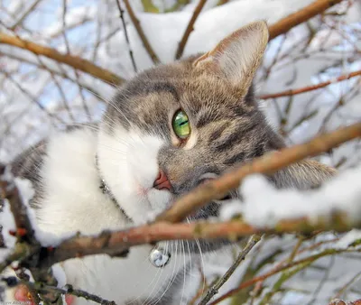 Кот в снегу на набережной зимы. Кот показывает свой язык. Красивый красный  кошка на фоне снежной зимы. Портрет зимы Стоковое Изображение - изображение  насчитывающей хищник, меховой: 174963583