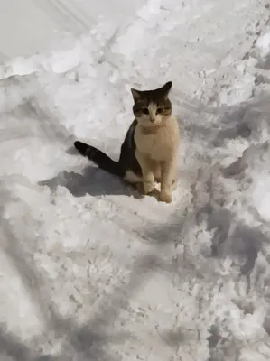Сибирская пушистая кошка в снегу,…» — создано в Шедевруме