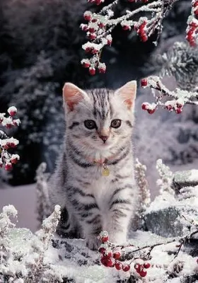 Кошка В Снегу — стоковые фотографии и другие картинки Без людей - Без  людей, Вертикальный, Время года - iStock