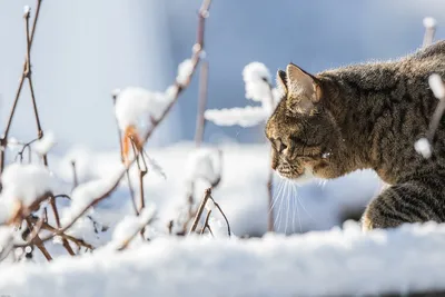 Кошка на снегу | Премиум Фото