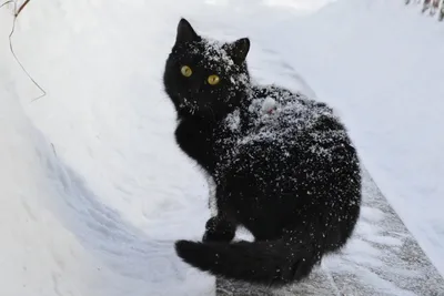 киса в снегу | Котята, Кошки, Кот