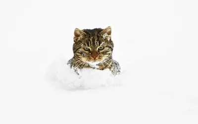 Кошки Снег Зима - Бесплатное фото на Pixabay - Pixabay