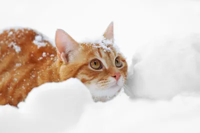 Кот с белыми лапами в снегу, снег…» — создано в Шедевруме