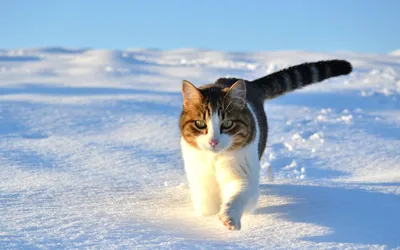 Фотогалерея - Рыжие кошки на белом снегу - Забавные фото кошек