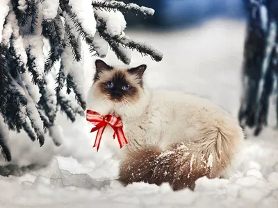 Кот в снегу Обои для рабочего стола 2560x1600 | Cats, Cute animal pictures,  Cute animals