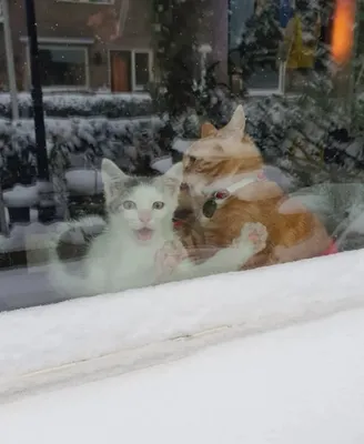 Кошка в снегу зимой | Премиум Фото