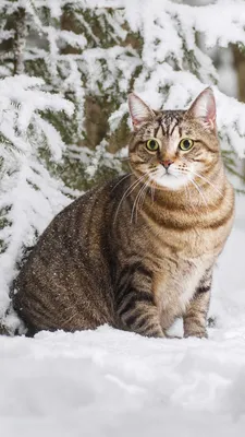 Кошки на снегу | Живая планета | Дзен