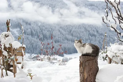 Прогулки Кошки В Снегу Зимой — стоковые фотографии и другие картинки Белый  - Белый, Вертикальный, Весёлый - iStock