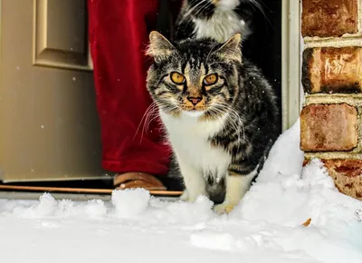 Кот очаровал соцсети своей реакцией на первый снег - очень забавное фото!