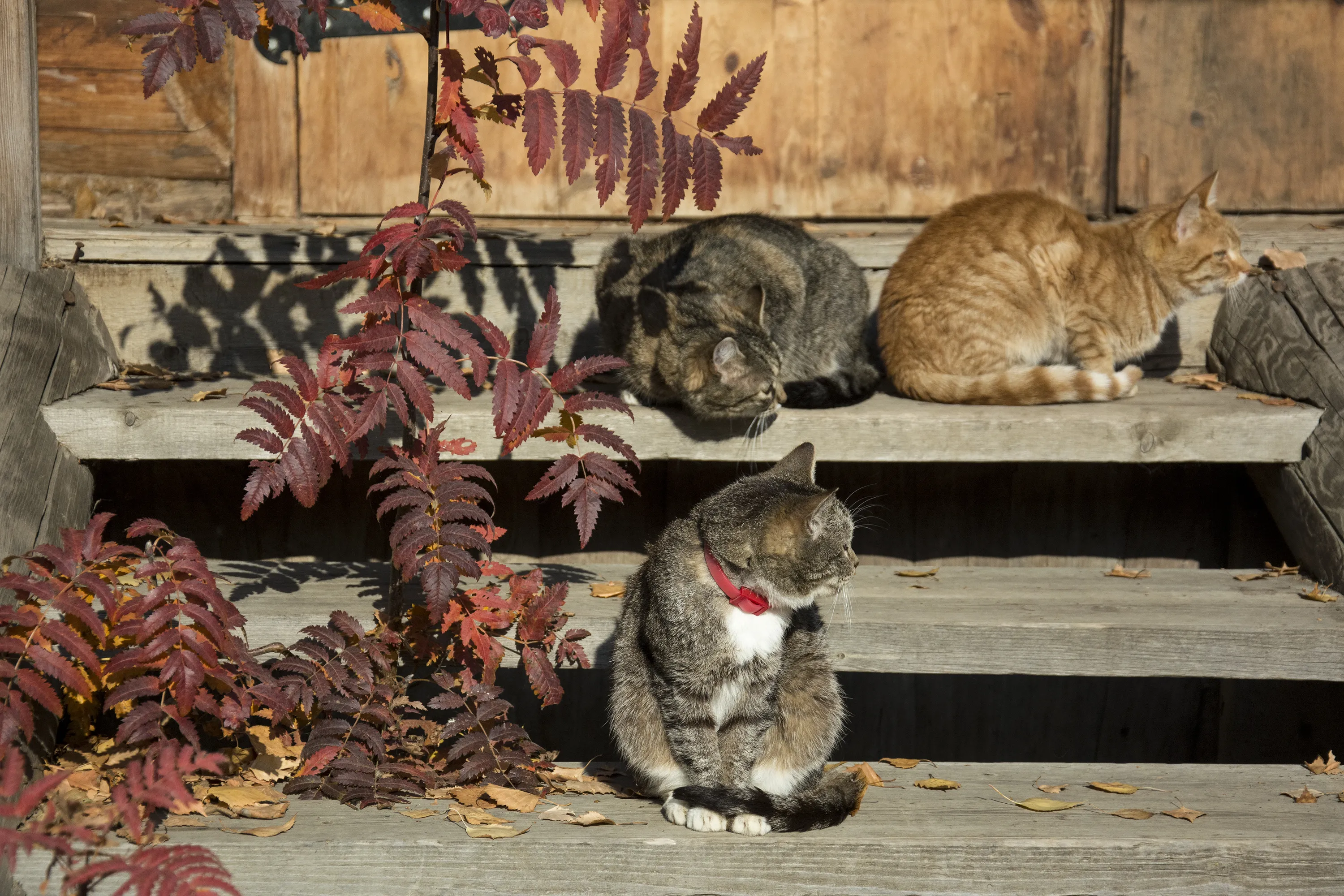 Кошки чрезвычайно терпеливы. Кошки живут на улице. Коты живущие в магазинах. Территория кошек. Кошка метит.