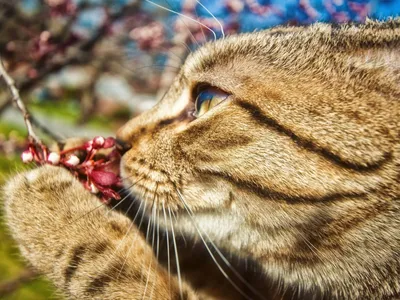 кошка #природа #россия #эстетика #весна #spring #russia #nature #cat в 2023  г | Кошки, Животные, Кот