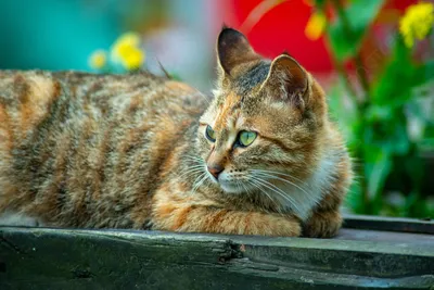 Кошка в лесу весной» — создано в Шедевруме