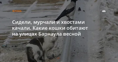 Кошки всех мастей вышли на улицы Хабаровска праздновать приход весны (ФОТО)  — Новости Хабаровска