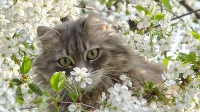 Кошки Весна Природа - Бесплатное фото на Pixabay - Pixabay