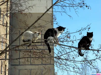 Скачать обои кошка, кот, дерево, весна, рыжая, цветение, на дереве, коты  прилетели, раздел кошки в разрешении 1366x768