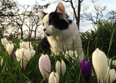 Красивые кошки двора. Имбирь и Brindle кошки на обнесут забором весной  Стоковое Фото - изображение насчитывающей ангстрома, отечественно: 214479474