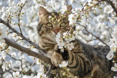 Весна. Кошки. Сплошные праздники, однако.... Photographer Eleonora  Grigorjeva