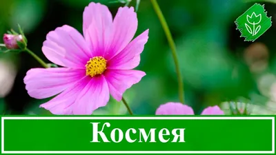 Космея махровая Низкорослая смесь 0,3г купить недорого в интернет-магазине  товаров для сада Бауцентр