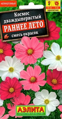 Космея – цвета бордовый, розовый и белый. Смесь сортов