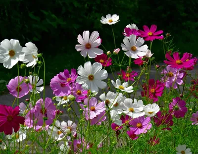 Космея дваждыперистая (Cosmos bipinnatus)