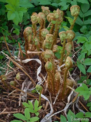 Костенец (асплениум) на фото: какие проблемы с здоровьем могут вызвать выращивание этого растения