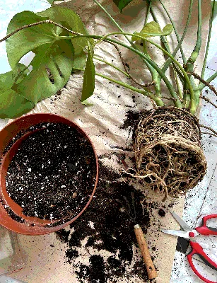 Костенец (асплениум) на фото: какие советы по уходу за этим растением