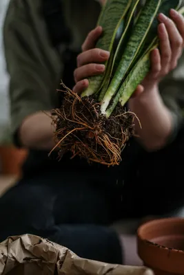Костенец (асплениум) на фото: какие преимущества этого растения для домашнего климата