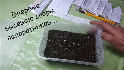 Картинка Костенца (асплениум) – как обеспечить правильный рост растения