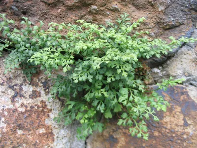 Фото зеленого Костенца (асплениума) на фоне стены