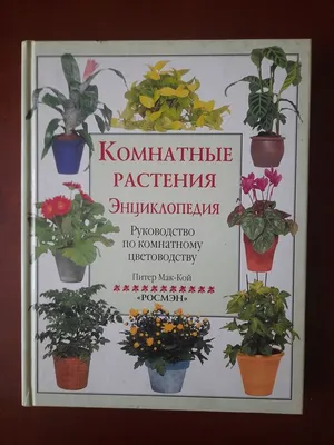 Фото красивого Костенца (асплениум) – как выбрать идеальный горшок для растения