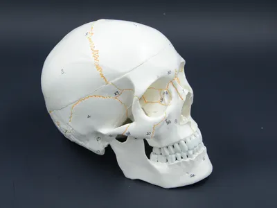 Кости черепа на белом фоне