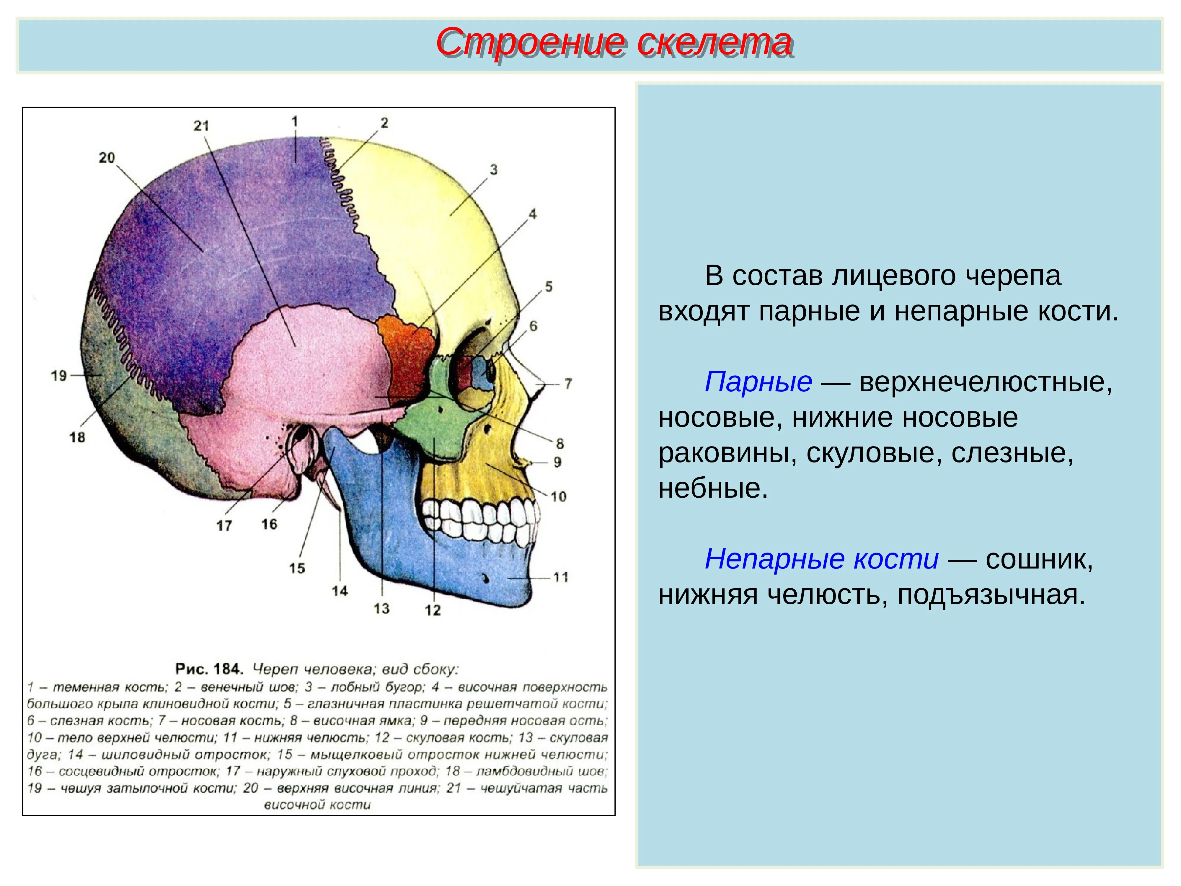 Кт анатомия черепа. Строение черепа. Парные кости лицевого отдела черепа. Кости лицевого черепа анатомия. Строение черепа ЕГЭ.