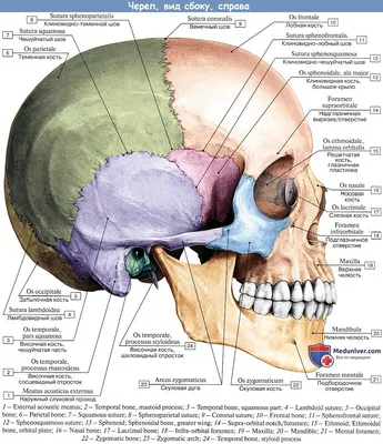 Кости черепа в абстрактном стиле