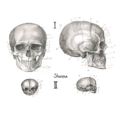 Кости черепа в готическом стиле