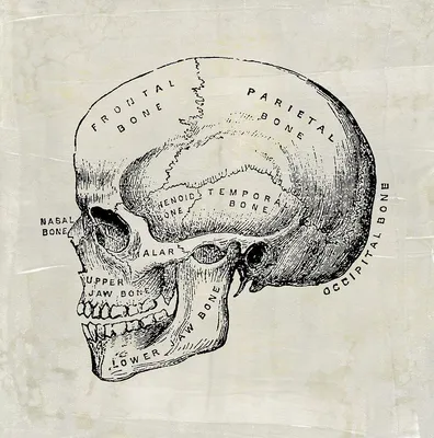 Кости черепа на металлическом фоне