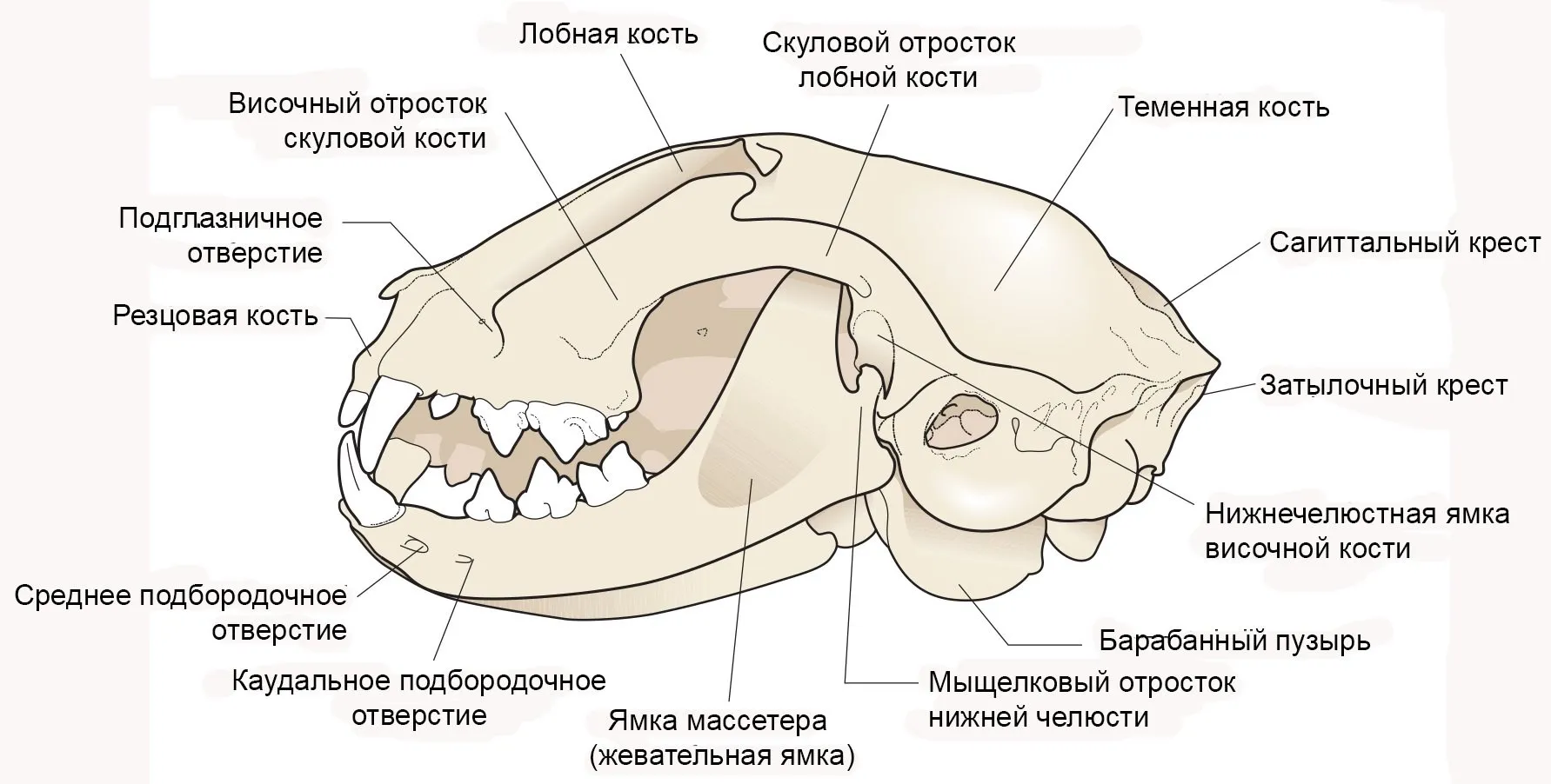 Схема черепа млекопитающих