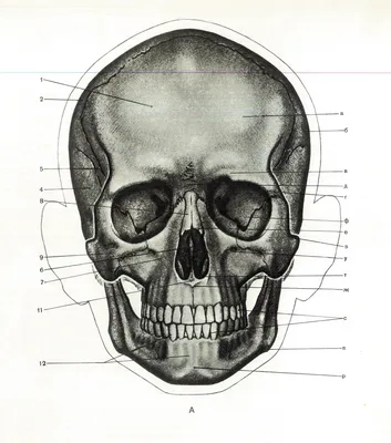 Изображение черепа в высоком разрешении