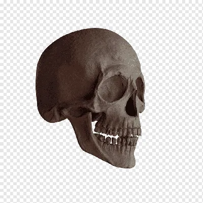 Красивый череп в PNG формате