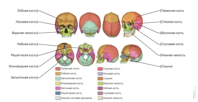 Изображения черепа с разных ракурсов