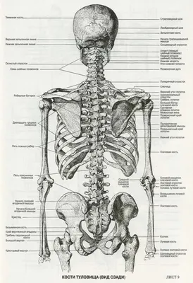 Перечень костей скелета человека — Википедия