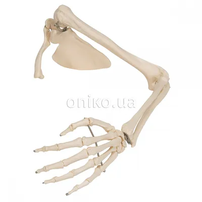 Пирамида височной кости KT : нормальная анатомия | e-Anatomy