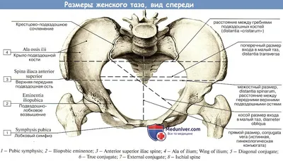 3dиллюстрация Медицинской Кости Таза — стоковые фотографии и другие  картинки Анатомия - Анатомия, Бедренная кость, Гидрометр - iStock