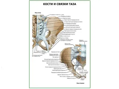 Лучевая анатомия нижней конечности | e-Anatomy